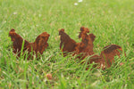 Bauernhof Tiere SET oder einzelnd
