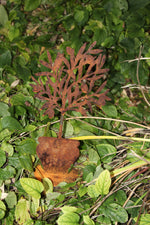 Olivenbäumchen im Topf Gr. 1