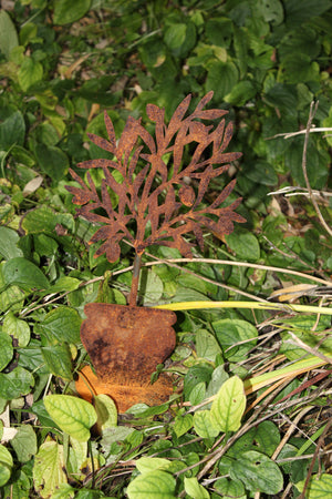 Olivenbäumchen im Topf Gr. 1
