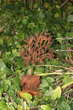 Olivenbäumchen im Topf Gr. 1