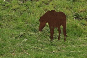 Pferd grasend, Bauernhof Tiere