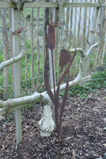 Teichrohrsänger an Schilfrohr