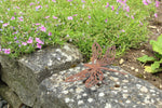 Libelle mit Beinen