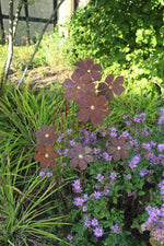 Blütentraum Blüte mit Goldpunkt
