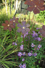 Blütentraum Blüte mit Goldpunkt