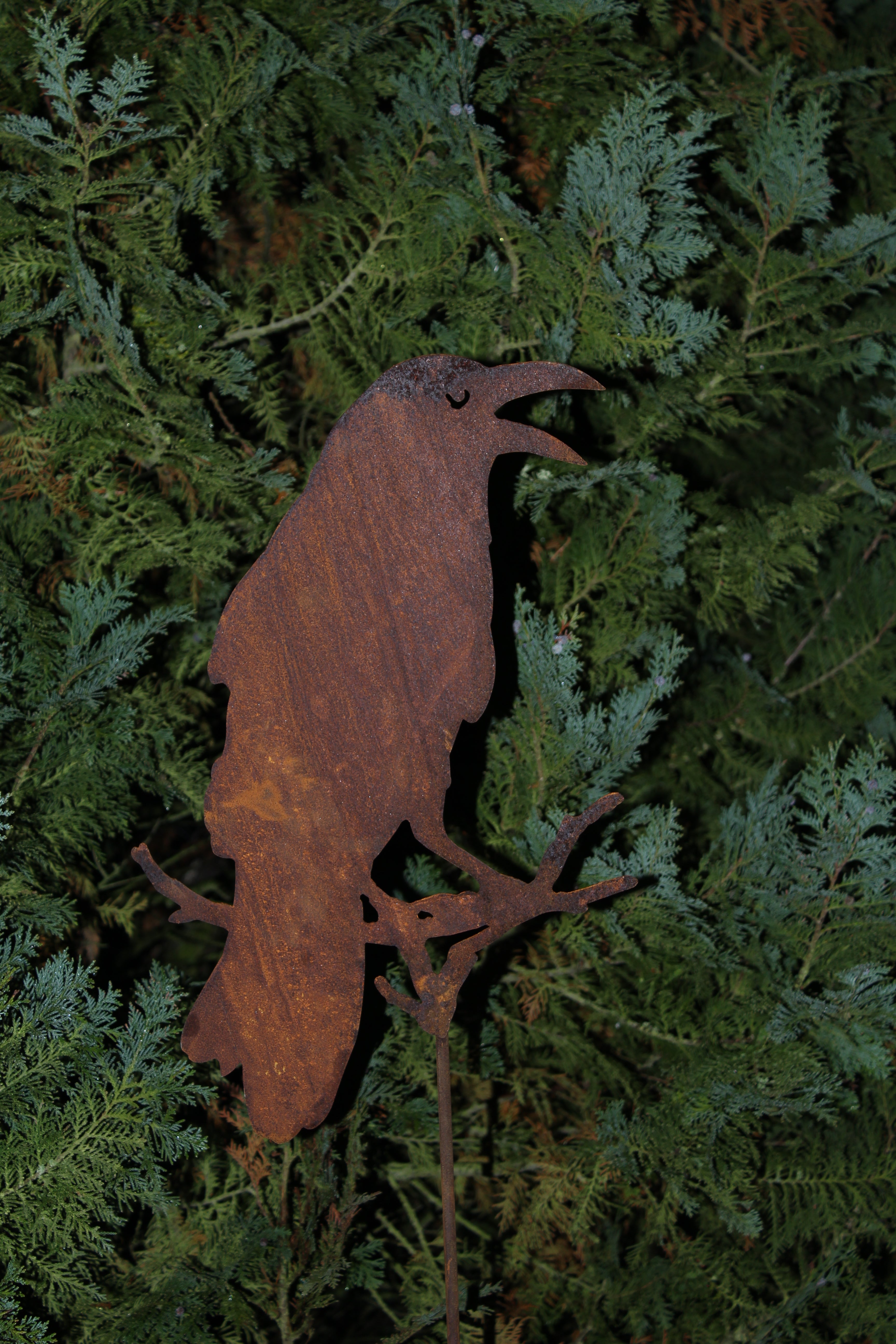 Rabe auf Ast sitzend, auf Stab