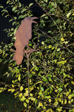 Rabe auf Ast sitzend, auf Stab