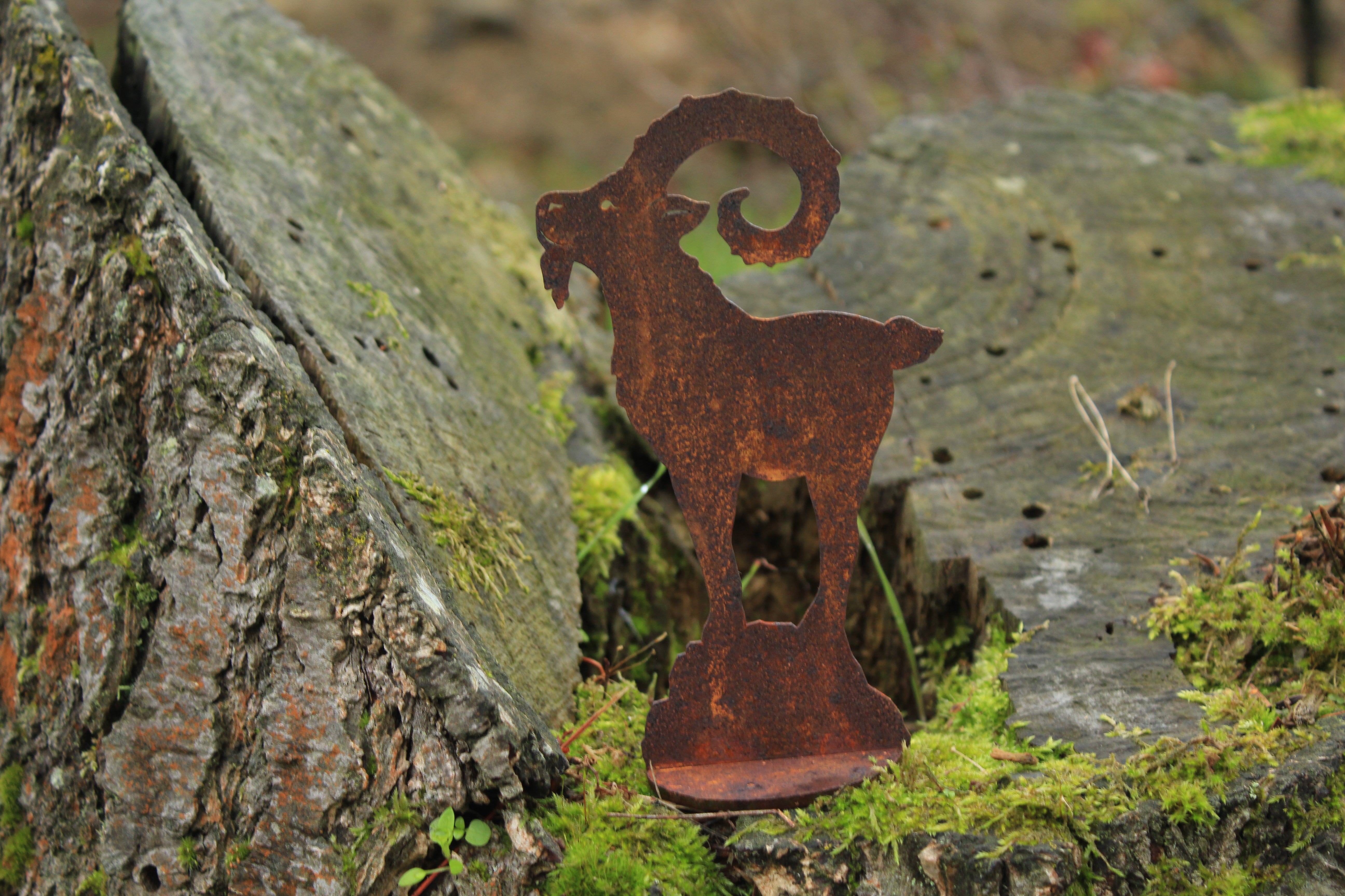 kleiner Steinbock auf Fels