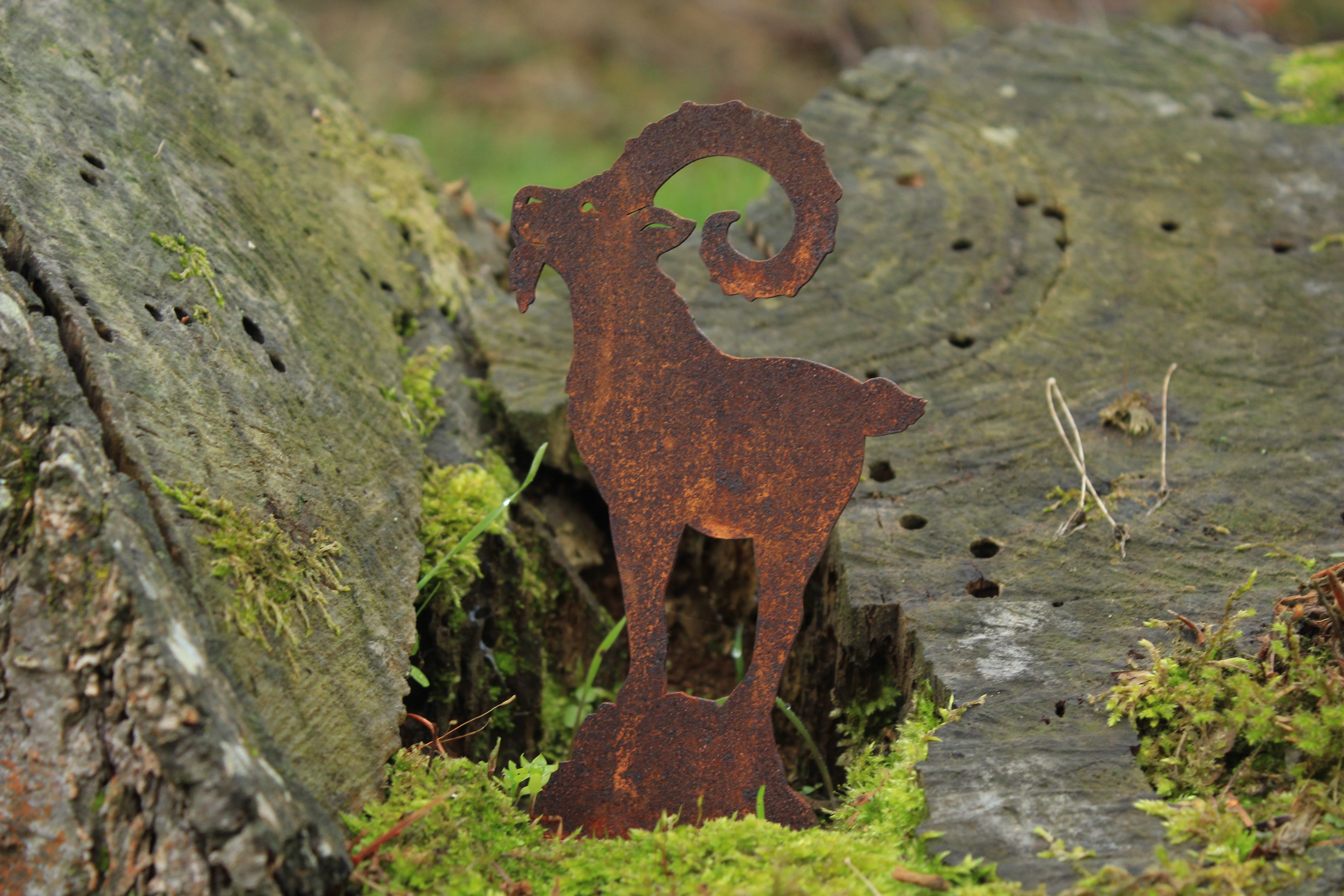 kleiner Steinbock auf Fels