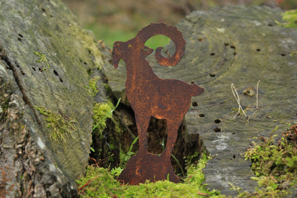 kleiner Steinbock auf Fels