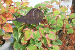 Schnecke auf Curlstab