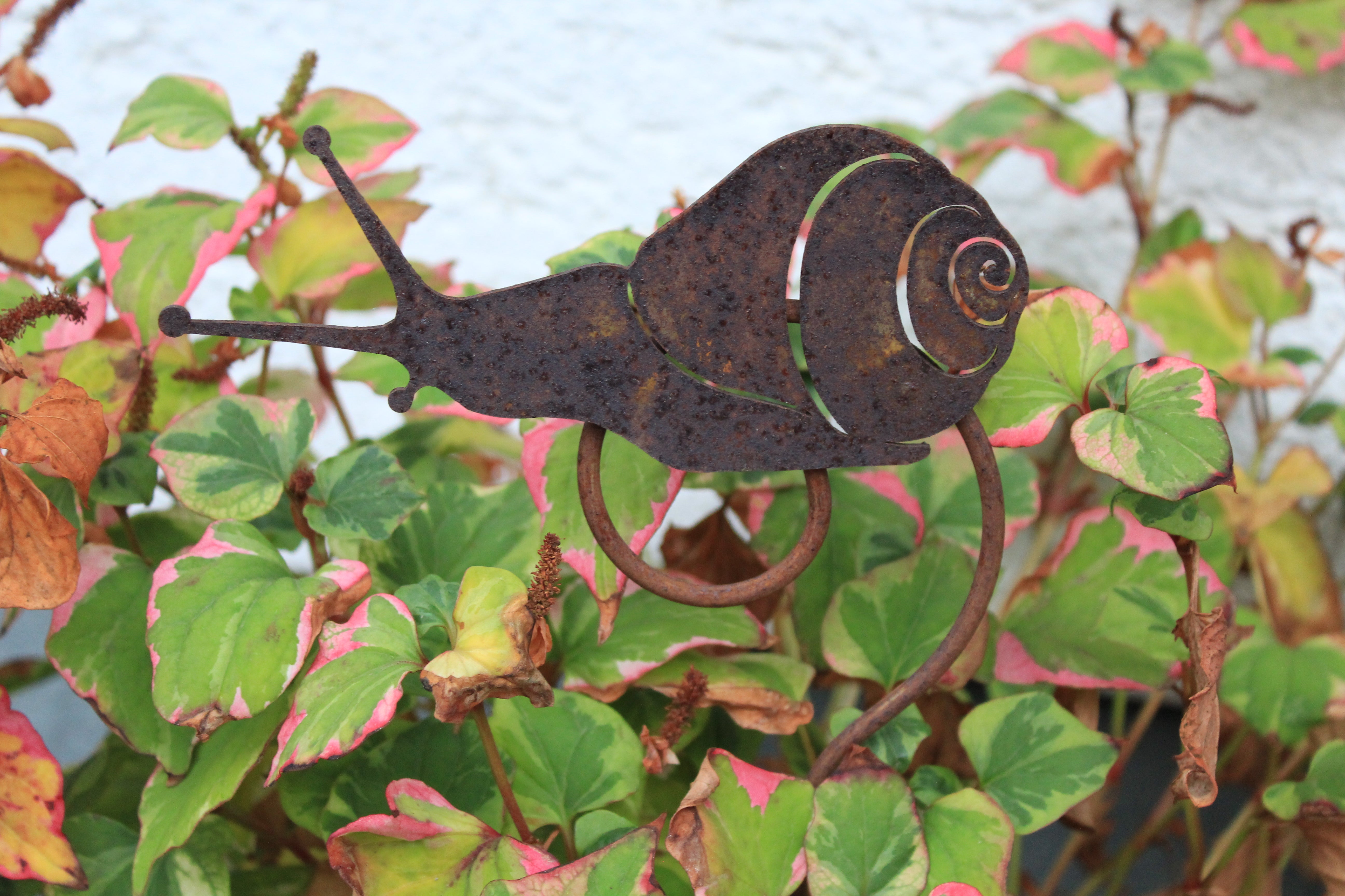 Schnecke auf Curlstab