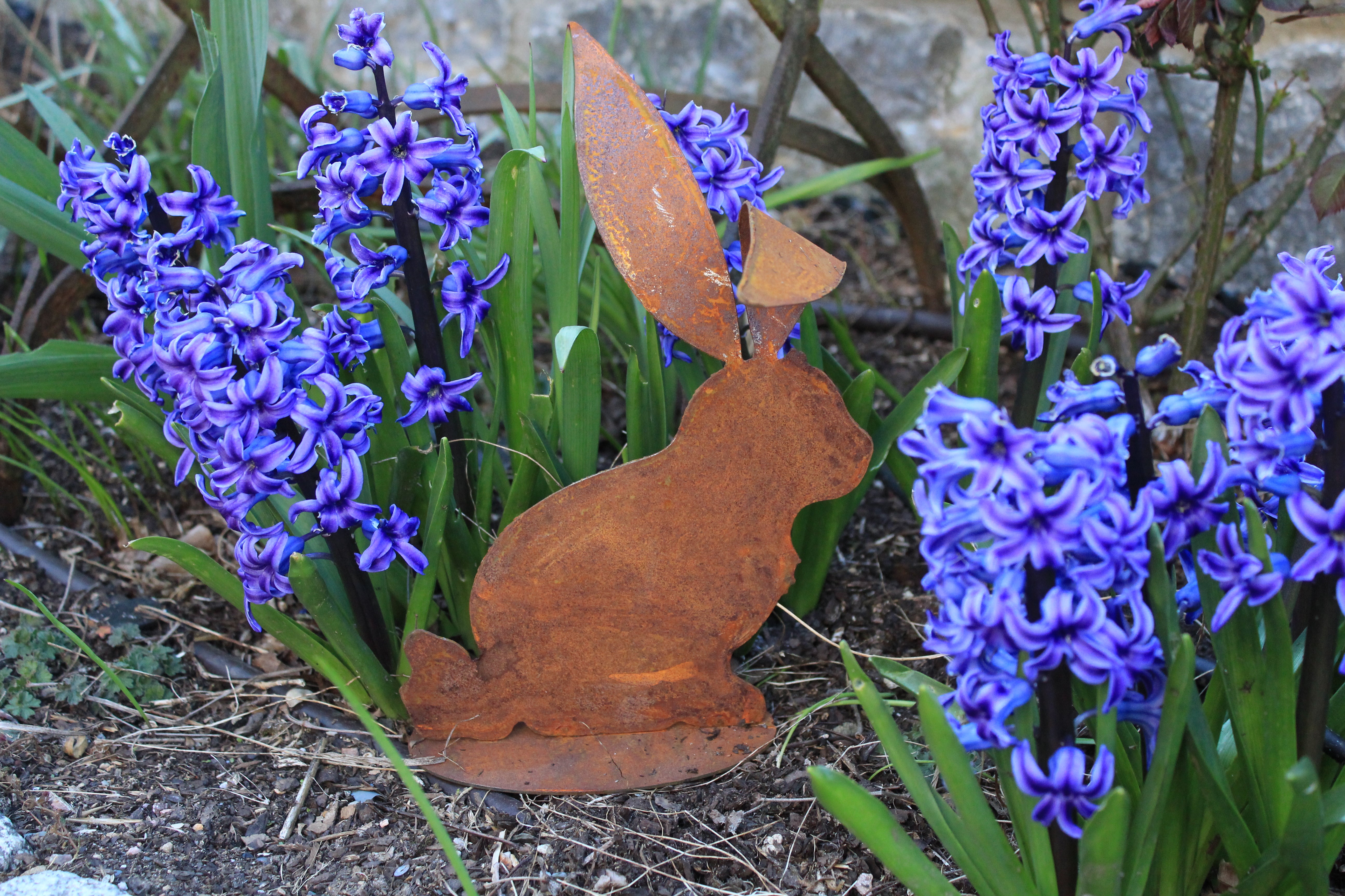 Hase mit  großen, gebogenen Ohren
