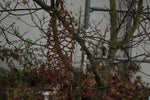 Zapfen "B" zum Hängen
