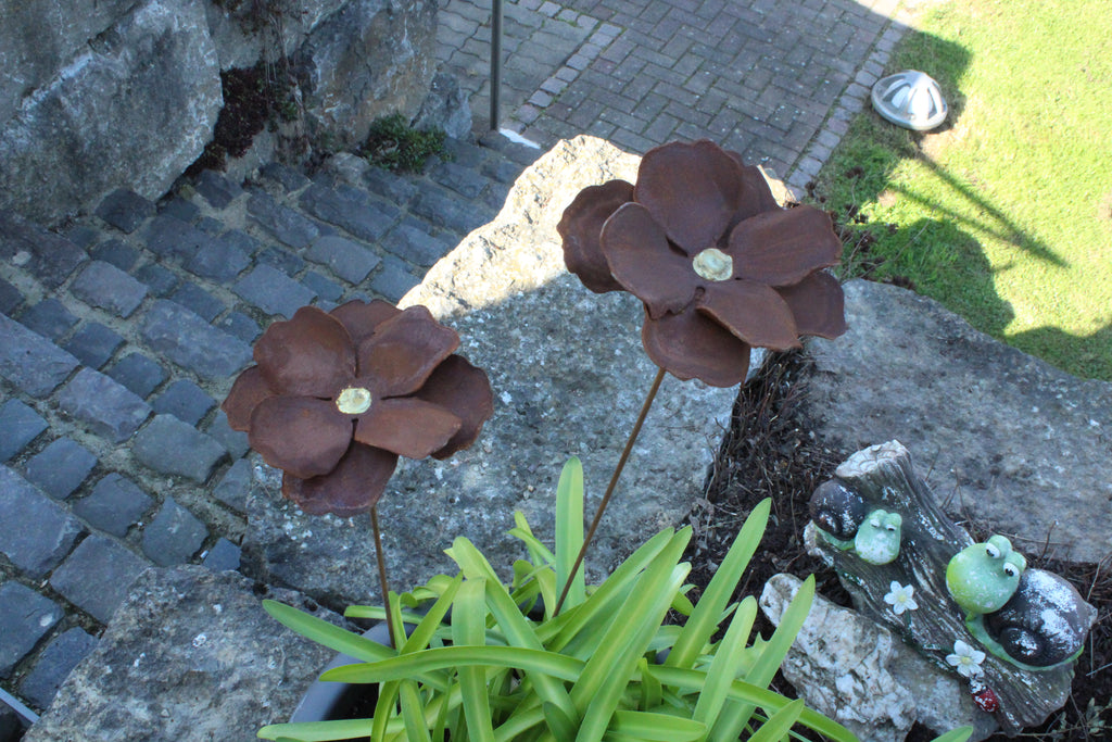 Mohn mit Goldmitte