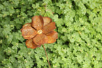 Mohn mit Goldmitte