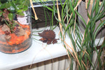 Igel verschiedene Größen