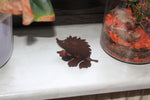 Igel verschiedene Größen